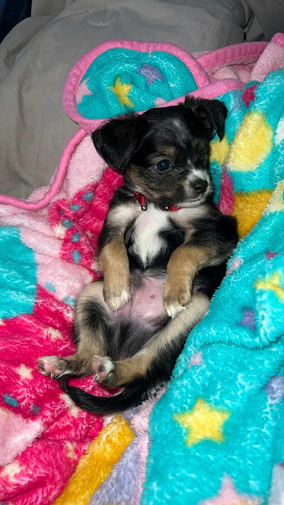Posty is registered to the contest to win money with this photo: puppy, dog, blanket, colorful, cute, small, fur, paw, collar, indoor, pet, relaxed, lying_down, cozy, young, animal, sleepy, soft, star_pattern, pink
