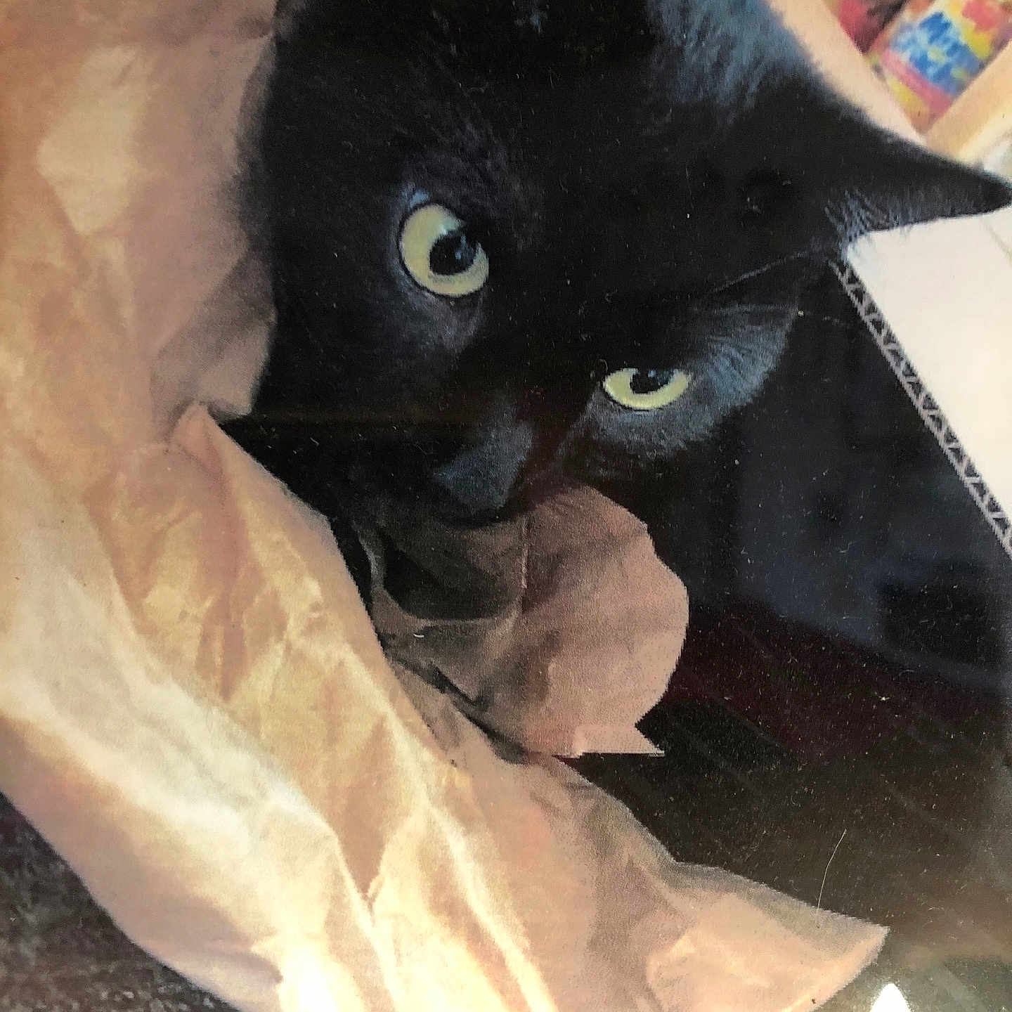 Twinker Bell is registered to the contest to win money with this photo: animal, black_cat, cat, close_up, cozy, crumpled_paper, curious, cute, domestic_cat, eyes, face, feline, fur, hiding, indoor, paper_bag, peek, pet, whiskers, yellow_eyes