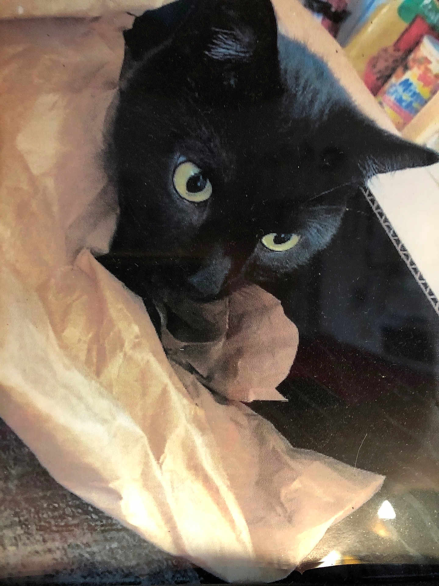 Twinker Bell is registered to the contest to win money with this photo: black_cat, cat, pet, animal, paper_bag, curious, eyes, indoor, close_up, feline, yellow_eyes, face, whiskers, fur, cozy, crumpled_paper, hiding, peek, domestic_cat, cute