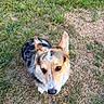 corgi, dog, pet, animal, outdoor, grass, lawn, portrait, closeup, looking_up, ears, fur, black_white_tan, face, eyes, nose, whiskers, cute, alert, photography