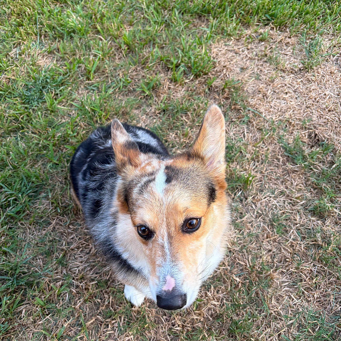Blu