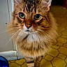 cat, tabby_cat, fluffy, green_eyes, whiskers, indoor, floor, yellow_floor, door, pet, animal, feline, closeup, portrait, fur, standing, curious, domestic_cat, mammal, household