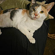 Cali joined the competition — help win amazing prizes! animal, calico, cat, close_up, curious, cute, domestic_cat, feline, focused, fur, indoor, lying_down, pet, portrait, relaxed, resting, soft_fur, whiskers, whiskers_visible, yellow_eyes