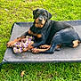 rottweiler, puppy, dog, toy, rope_toy, pet_bed, grass, outdoor, animal, canine, black_and_tan, young_dog, playful, resting, looking_at_camera, pet, nature, summer, daylight, cute