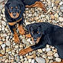 rottweiler, puppies, dogs, black_and_tan, outdoor, rocks, curious, pets, laying_down, young, animals, cute, fur, nature, playful, companions, two, resting, mammals, closeup