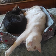 Flocon participe au concours pour gagner de l'argent avec cette photo : cat, cats, pet, pets, sleeping, resting, bed, cozy, fur, stretching, domestic_animal, animal, two_animals, indoor, cute, companions, relaxing, feline, soft, snuggling