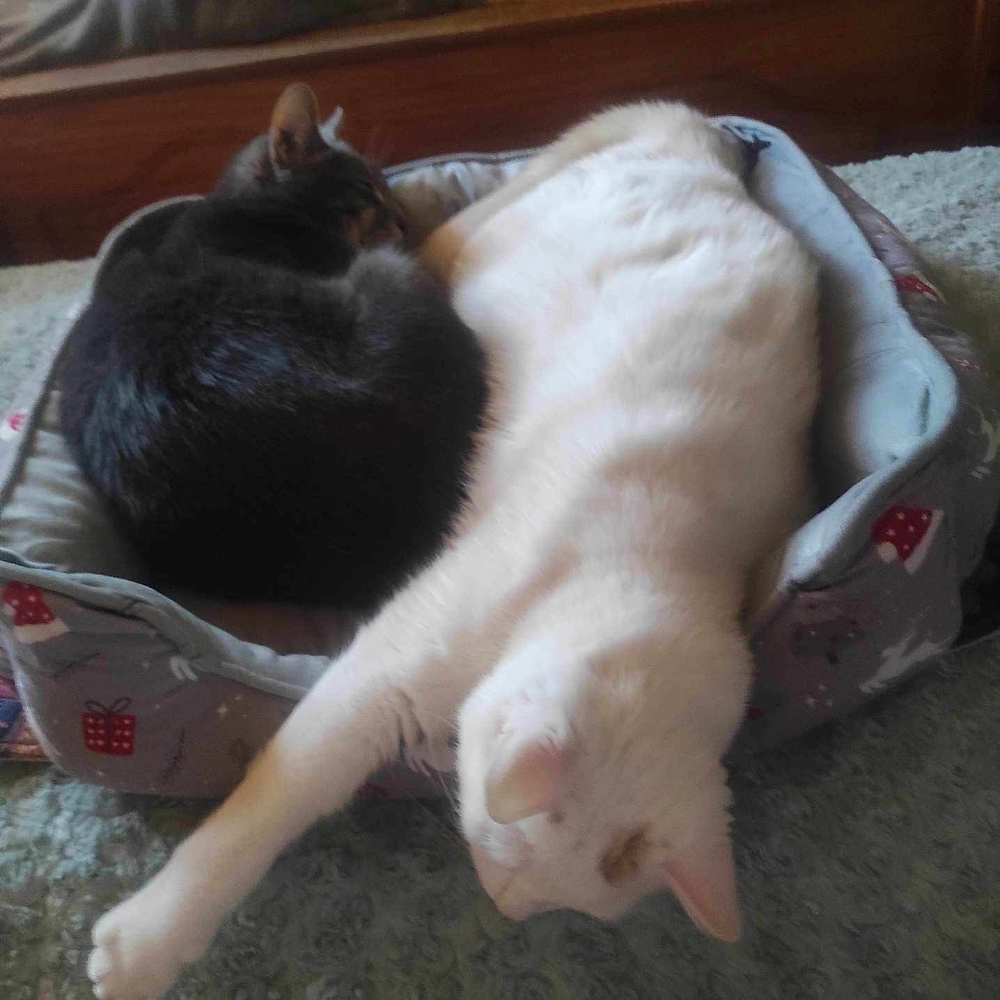 Flocon participe au concours pour gagner de l'argent avec cette photo : cat, cats, pet, pets, sleeping, resting, bed, cozy, fur, stretching, domestic_animal, animal, two_animals, indoor, cute, companions, relaxing, feline, soft, snuggling