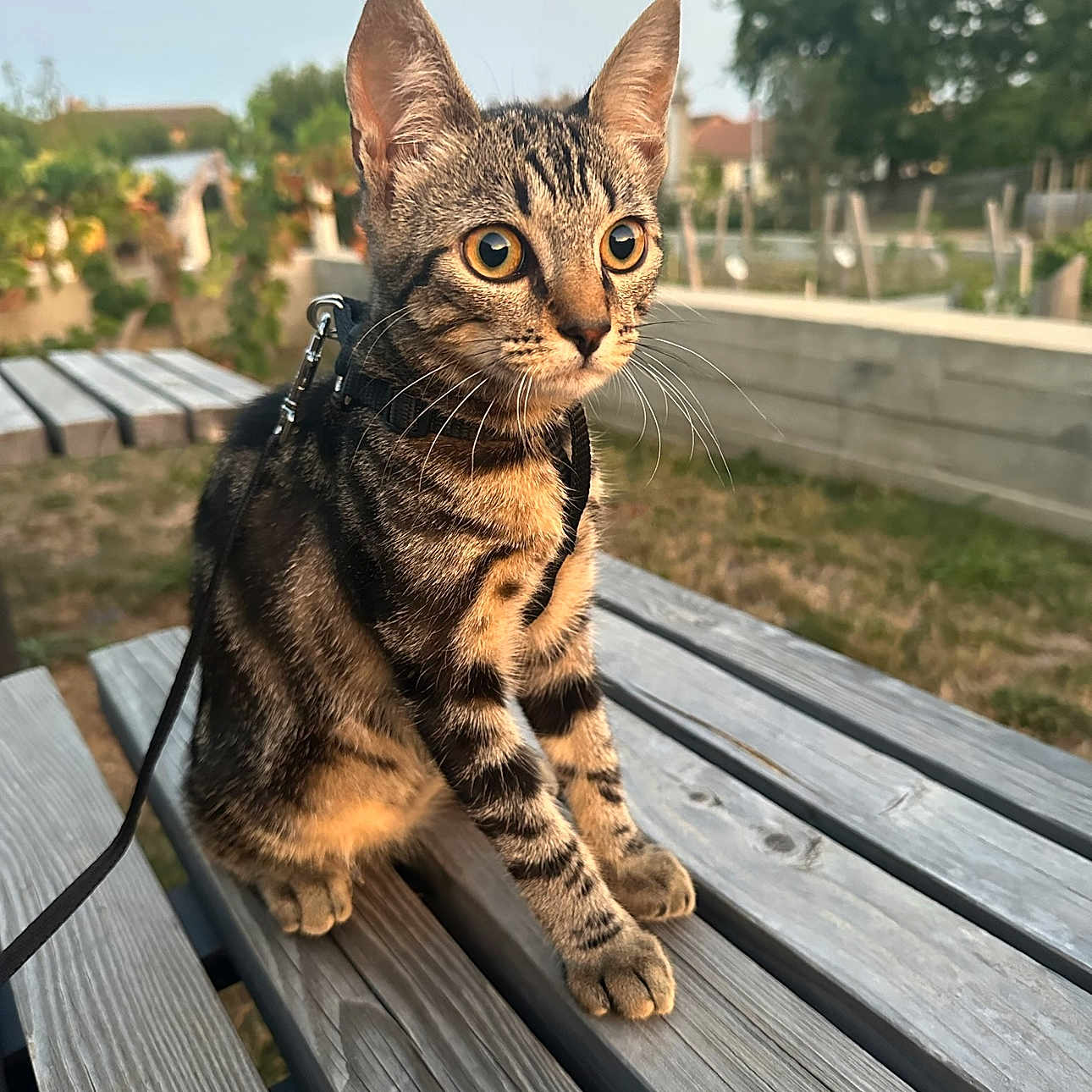 Marvel participe au concours pour gagner de l'argent avec cette photo : abyssinian, animal, bench, cat, face, furniture, grass, hardwood, head, kitten, manx, nature, outdoors, pet, photography, plant, tree, water, waterfront, wood