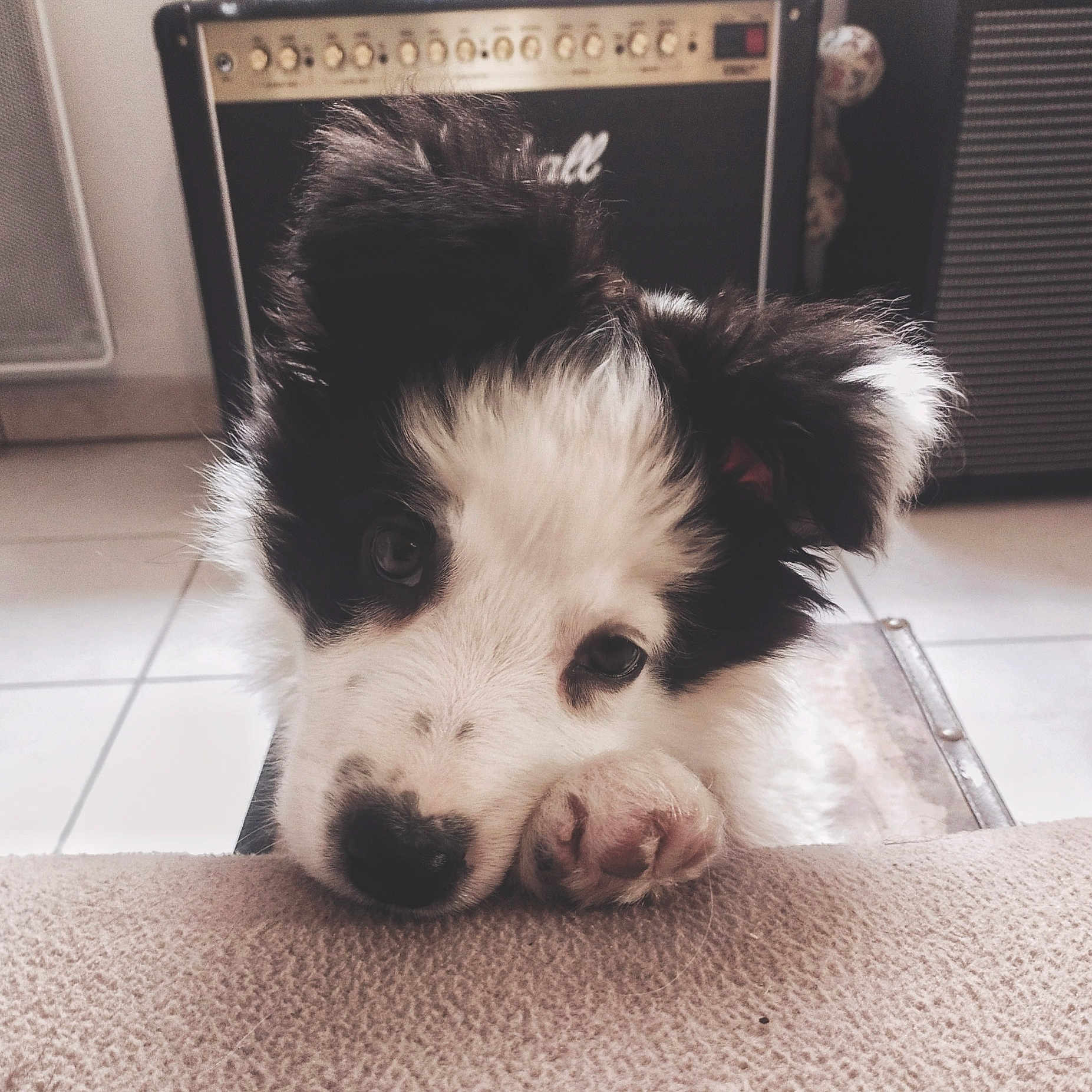 Sully participe au concours pour gagner de l'argent avec cette photo : canidae, carnivore, companion_dog, dog, dog_breed, dog_supply, flooring, fur, non_sporting_group, paw, snout, sporting_group, square, terrestrial_animal, toy_dog, whiskers, working_animal