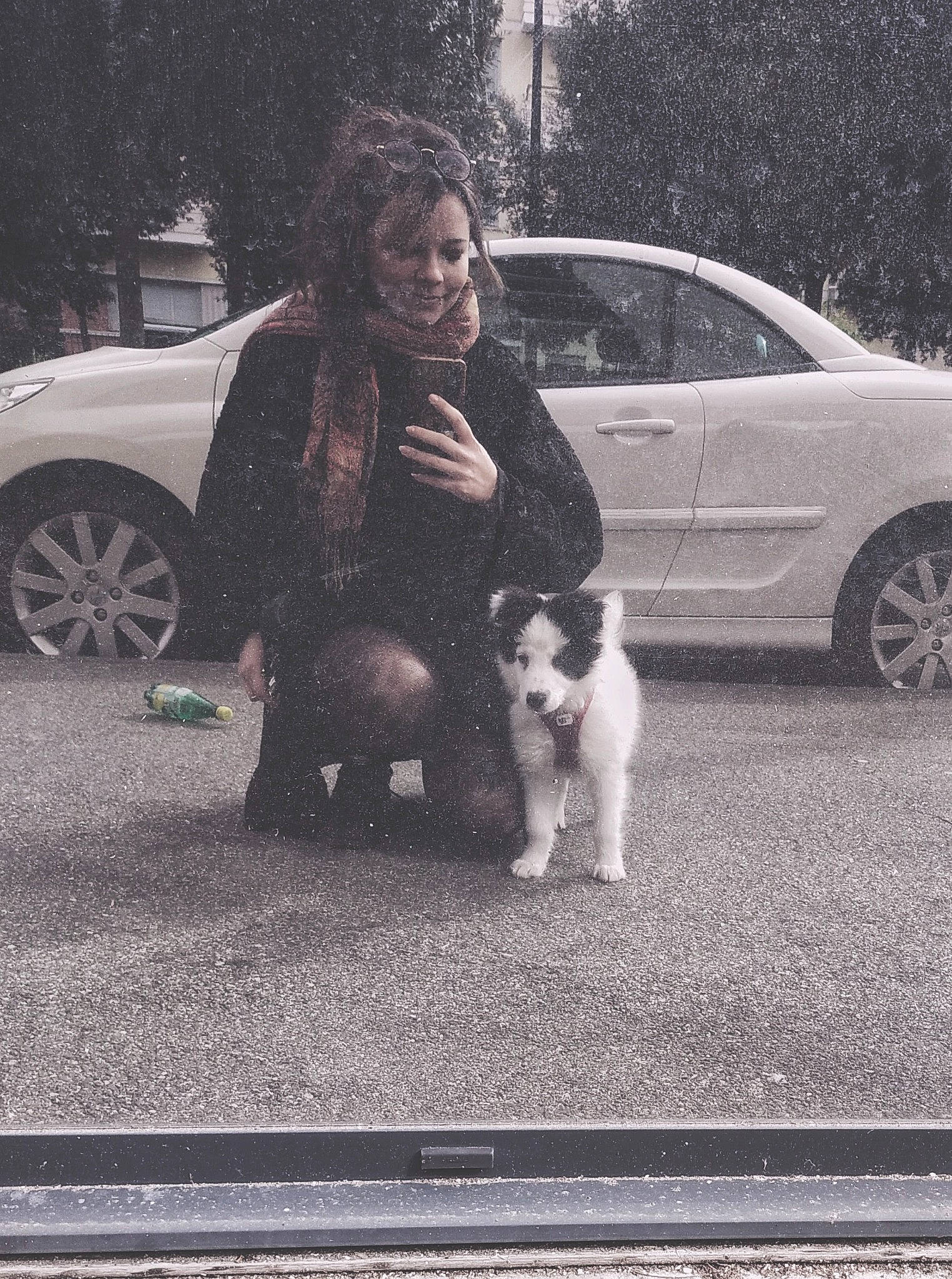 Sully a rejoint le concours — aidez-le/la à gagner de superbes lots ! asphalt, car, carnivore, companion_dog, dog_breed, human_body, infrastructure, land_vehicle, leg, mammal, road, road_surface, sidewalk, style, tire, tree, vehicle, vehicle_door, vertebrate, wheel