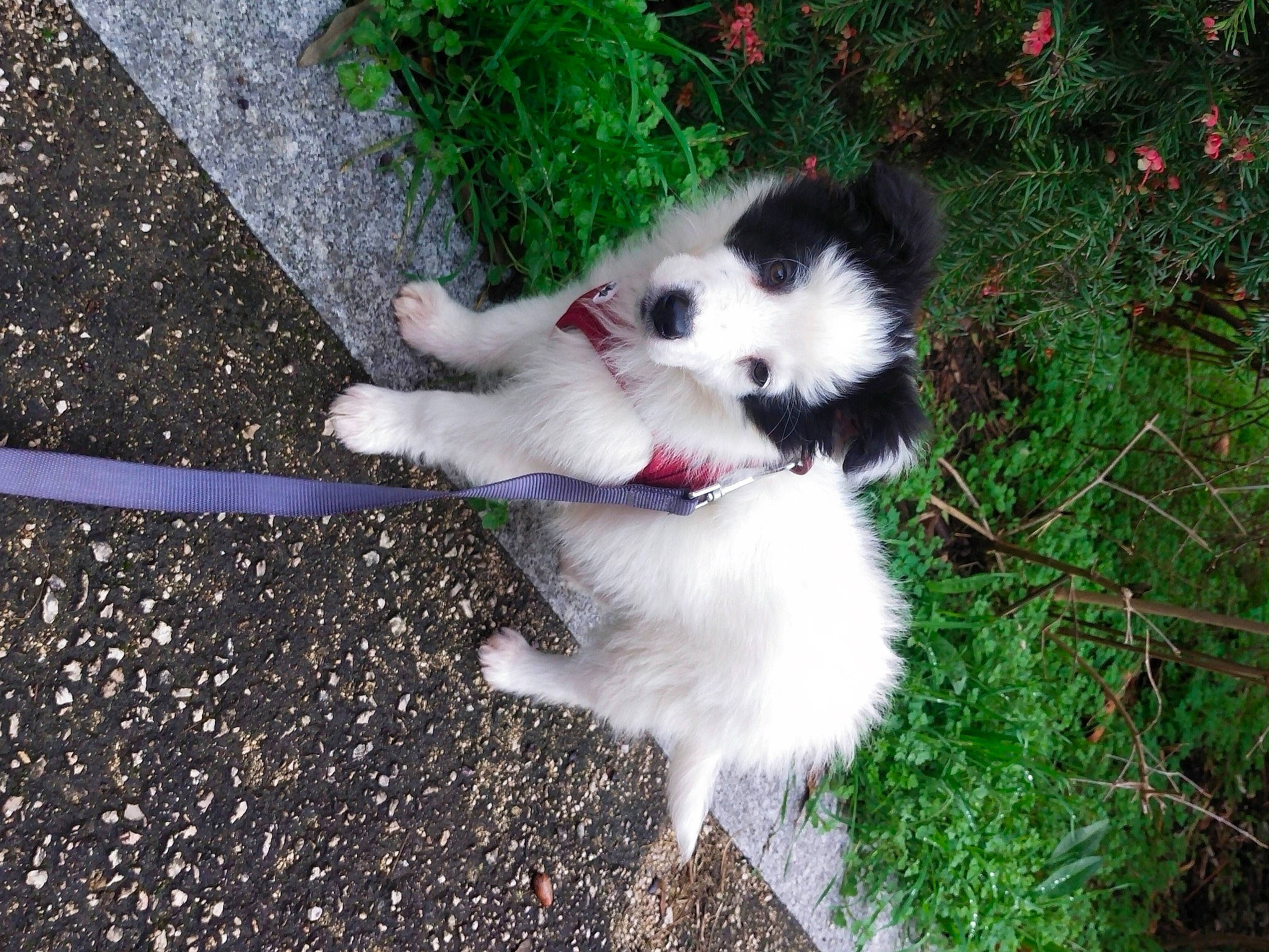 Sully a rejoint le concours — aidez-le/la à gagner de superbes lots ! asphalt, canidae, carnivore, collar, companion_dog, dog, dog_breed, felidae, fur, grass, herding_dog, plant, road_surface, sidewalk, small_to_medium_sized_cats, sporting_group, tail, tar, toy_dog, whiskers