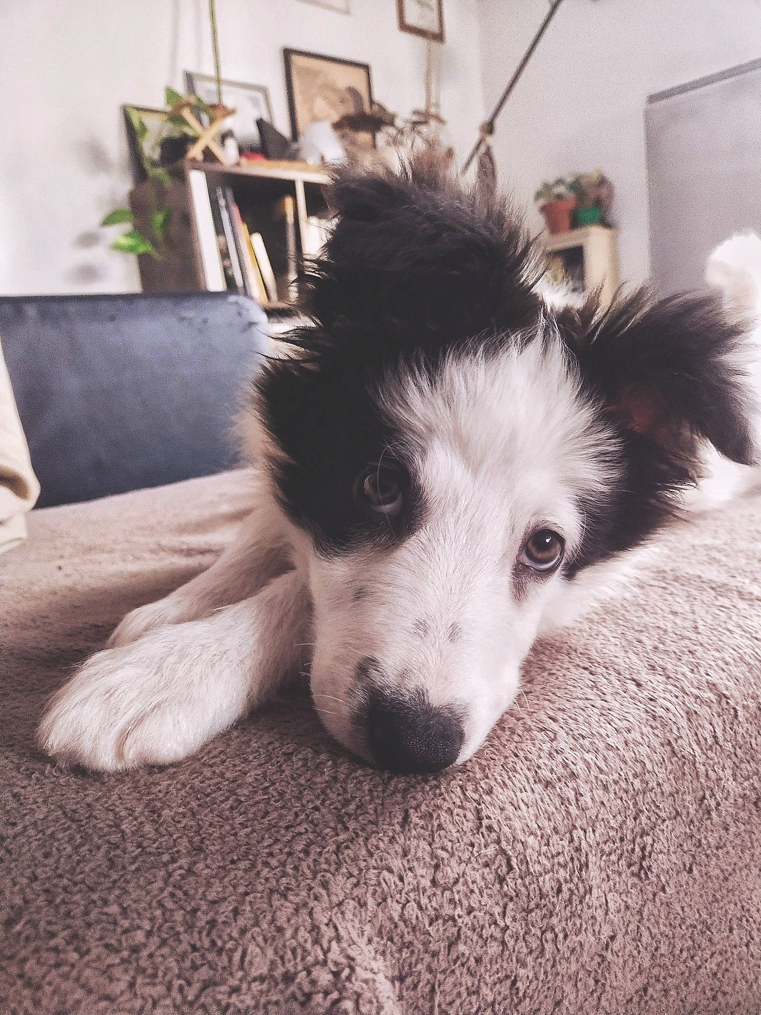 Sully participe au concours pour gagner de l'argent avec cette photo : ancient_dog_breeds, canidae, carnivore, companion_dog, dog, dog_breed, flooring, fur, herding_dog, houseplant, picture_frame, plant, puppy, room, sporting_group, whiskers, working_animal, working_dog