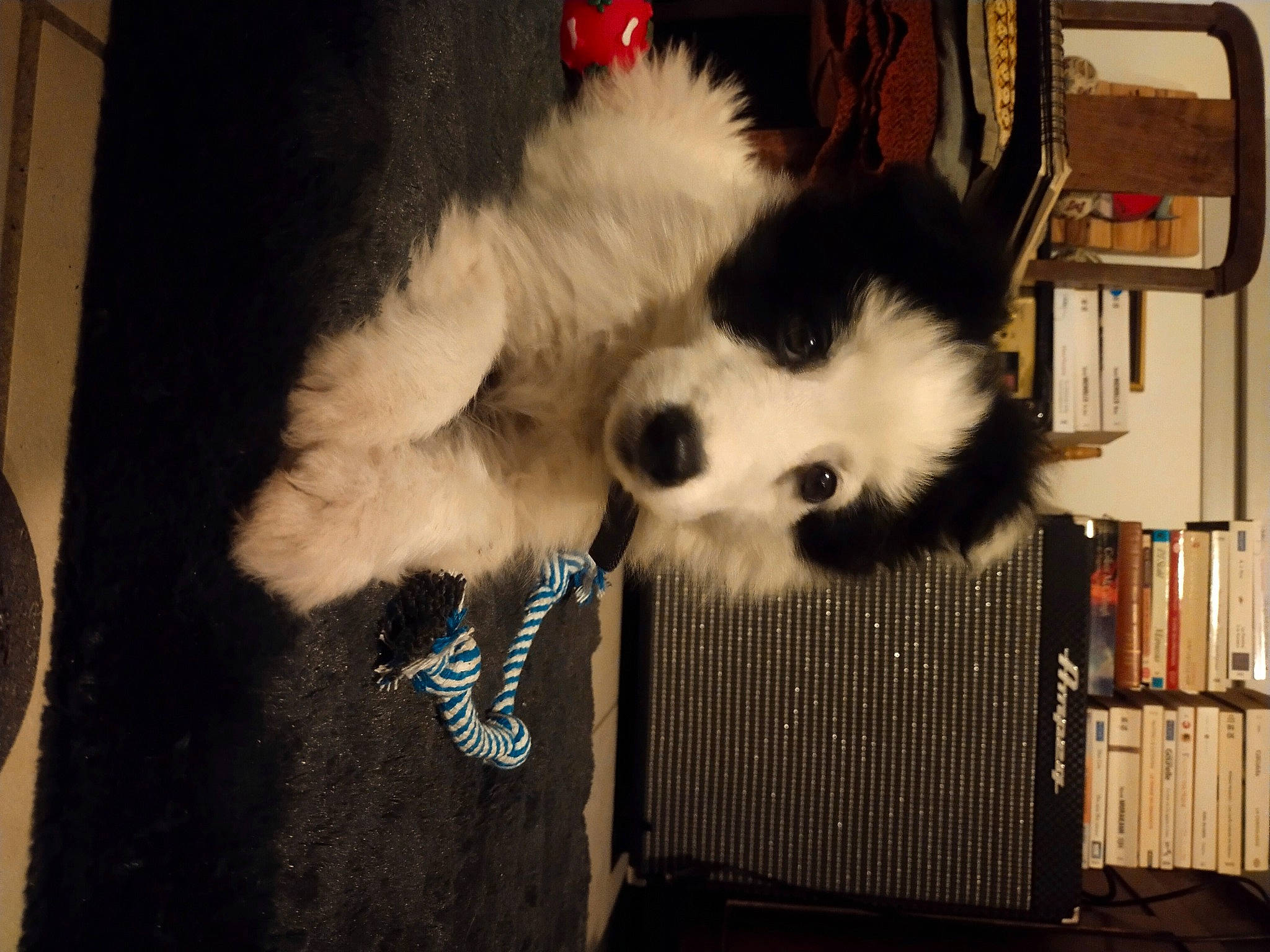 Sully participe au concours pour gagner de l'argent avec cette photo : canidae, carnivore, chair, companion_dog, corgi_chihuahua, dog, dog_breed, dog_supply, fur, non_sporting_group, pet_supply, sitting, small_to_medium_sized_cats, snout, sporting_group, tail, toy_dog, whiskers