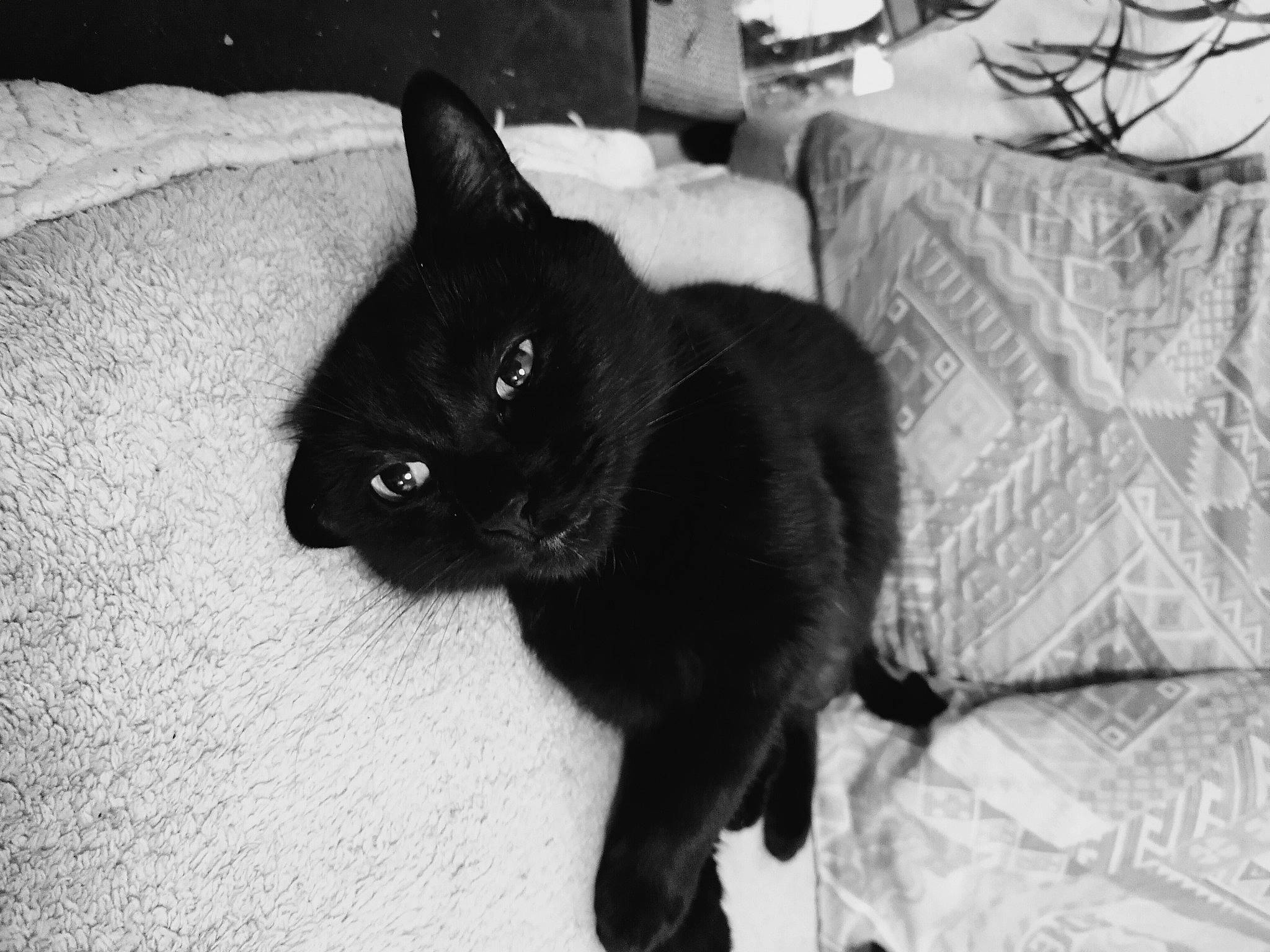 Rita a rejoint le concours — aidez-le/la à gagner de superbes lots ! black, black_and_white, black_cat, bombay, carnivore, cat, claw, comfort, domestic_short_haired_cat, felidae, fur, grey, monochrome, monochrome_photography, small_to_medium_sized_cats, snout, tail, terrestrial_animal, whiskers, white