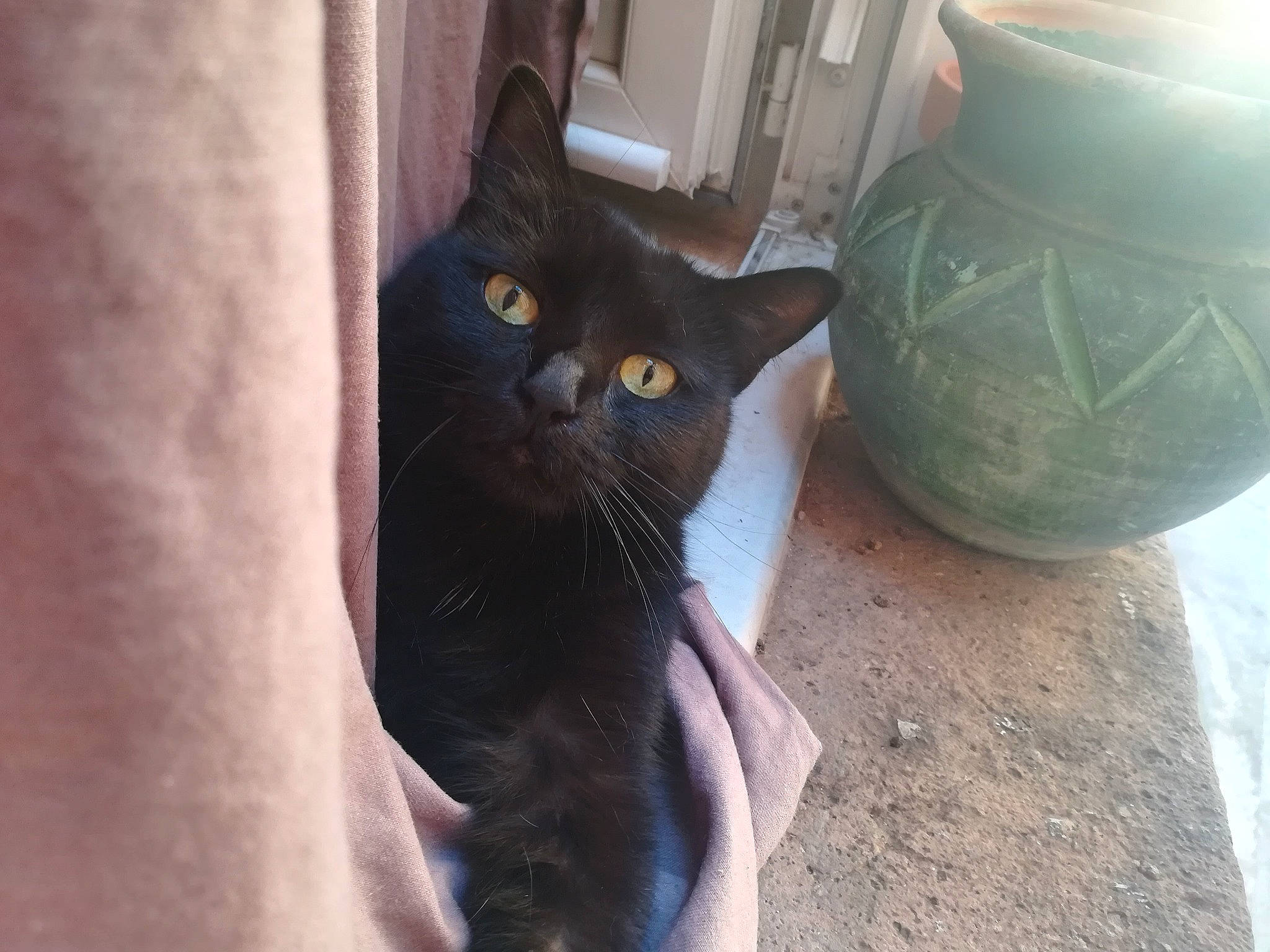 Rita participe au concours pour gagner de l'argent avec cette photo : black_cat, carnivore, cat, domestic_short_haired_cat, door, earthenware, felidae, flooring, flowerpot, fur, gas, grey, houseplant, plant, pottery, serveware, small_to_medium_sized_cats, tail, whiskers, window