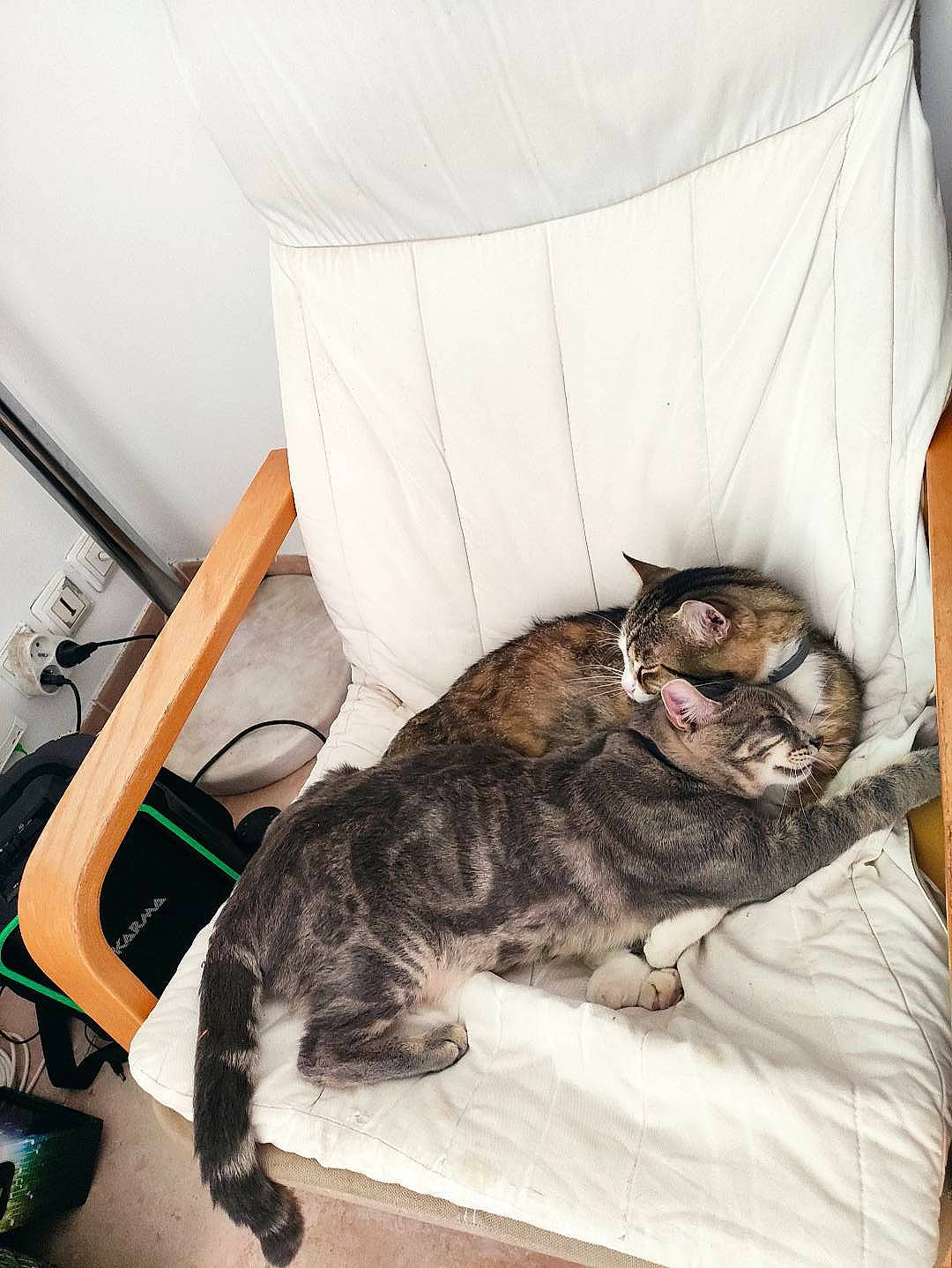 Kinou a rejoint le concours — aidez-le/la à gagner de superbes lots ! bag, carnivore, cat, chair, claw, comfort, domestic_short_haired_cat, felidae, fur, grey, linens, luggage_and_bags, mammal, nap, paw, room, small_to_medium_sized_cats, tail, vertebrate, whiskers