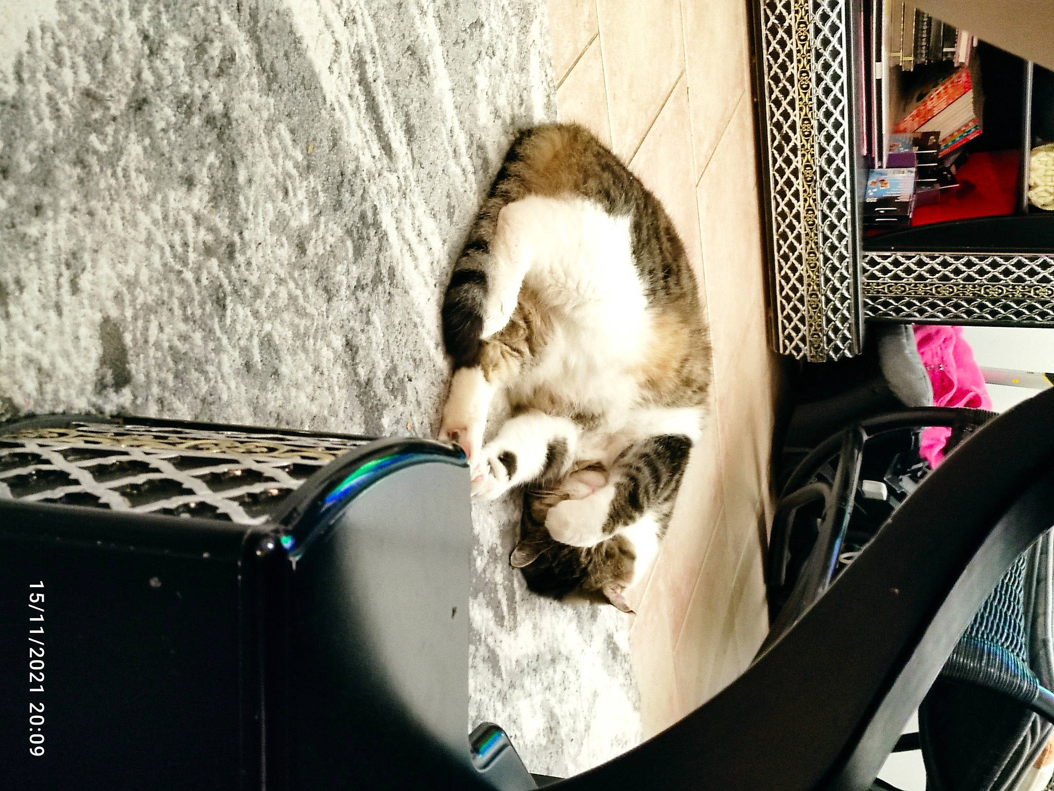 Kinou a rejoint le concours — aidez-le/la à gagner de superbes lots ! animal_shelter, canidae, carnivore, cat, claw, domestic_short_haired_cat, eyewear, fawn, felidae, fur, paw, photo_caption, rim, small_to_medium_sized_cats, snout, spoke, sporting_group, tail, whiskers, wildlife