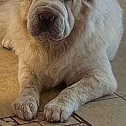 Yoda joined the competition — help win amazing prizes! animal, canine, companion, cute, dog, floor, fluffy, fur, home, indoor, large_dog, lying_down, mammal, paws, pet, portrait, relaxed, resting, tile, wrinkles