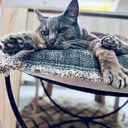 Ficelle participe au concours pour gagner de l'argent avec cette photo : cat, gray_cat, stretching, paws, indoor, cushion, chair, relaxed, feline, whiskers, closeup, fur, pet, animal, resting, home, cozy, soft_light, texture, sleepy