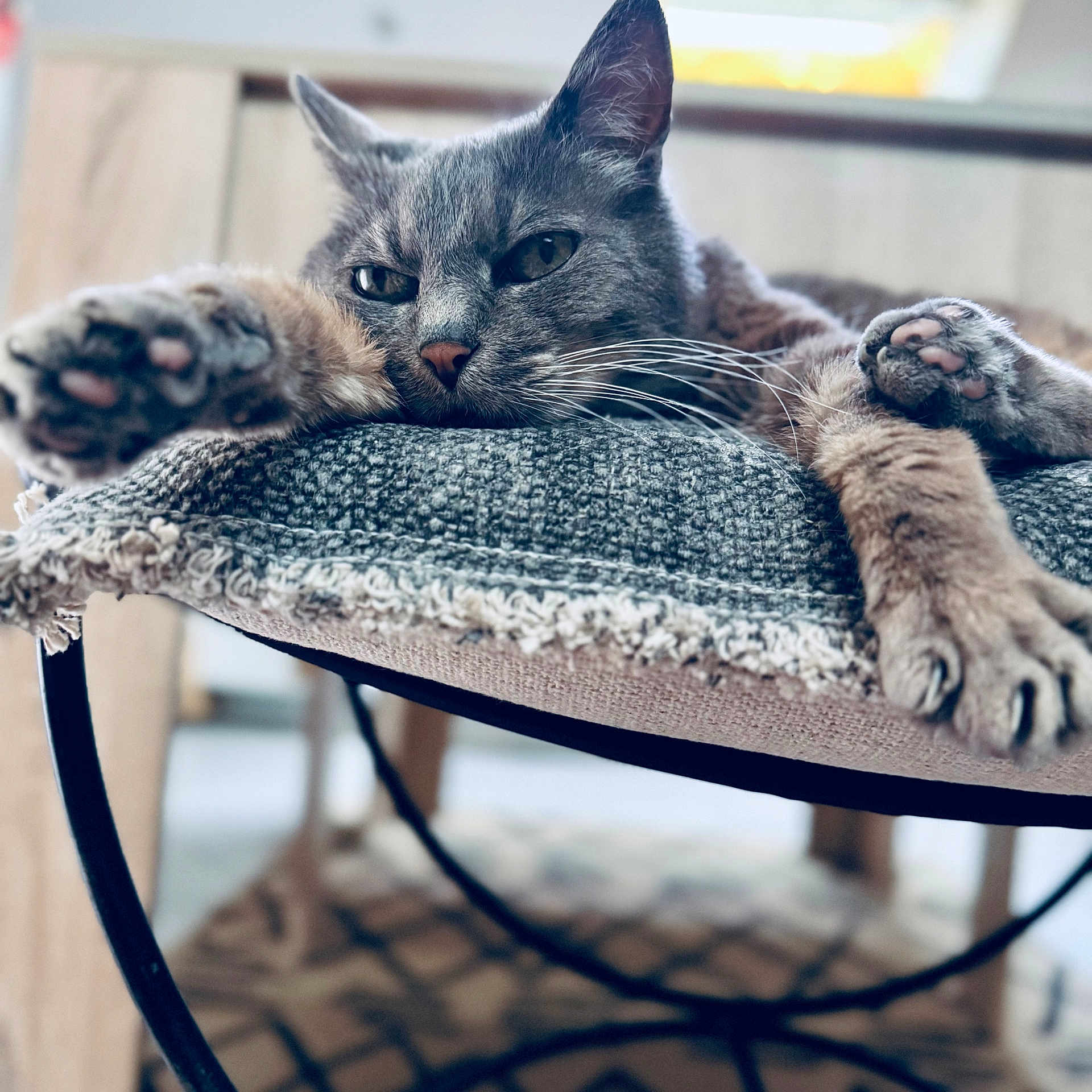 Ficelle participe au concours pour gagner de l'argent avec cette photo : cat, gray_cat, stretching, paws, indoor, cushion, chair, relaxed, feline, whiskers, closeup, fur, pet, animal, resting, home, cozy, soft_light, texture, sleepy