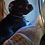 dog, black_dog, pet, indoor, curious, cushion, blanket, collar, window, light, wall, cozy, comfort, looking_back, animal, mammal, domestic_animal, ears, face, fur