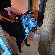 Buddy joined the competition — help win amazing prizes! dog, black_dog, indoor, floor, wood_paneling, curious, alert, pet, animal, canine, standing, looking_up, ears_up, white_chest, floor_pattern, door, curtain, close_up, house, domestic
