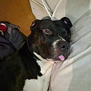 Buddy is registered to the contest to win money with this photo: animal, black_and_white, canine, close_up, cozy, cute, dog, ears, face, fur, home, indoors, napping, pet, pillow, relaxed, resting, sleeping, tongue_out, whiskers