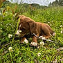 animal, brown, canine, cloudy_sky, clover, dog, field, flowers, grass, greenery, leaves, meadow, nature, outdoor, plants, playful, puppy, stick, white_paws, young