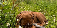 Ida is registered to the contest to win money with this photo: animal, brown_fur, canine, clover, cute, dog, flora, flowers, grass, greenery, leash, meadow, nature, outdoor, peaceful, puppy, resting, summer, white_markings, young_dog