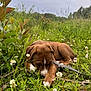 animal, brown_fur, canine, clover, cute, dog, flora, flowers, grass, greenery, leash, meadow, nature, outdoor, peaceful, puppy, resting, summer, white_markings, young_dog