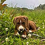 animal, brown, canine, clover, curious, cute, dog, field, flowers, grass, greenery, leash, meadow, nature, outdoor, plants, puppy, resting, white_markings, young