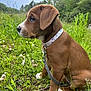 animal, brown_dog, canine, closeup, collar, daytime, dog, field, grass, greenery, leash, mammal, nature, outdoor, pet, puppy, side_view, sitting, wildflowers, young_dog