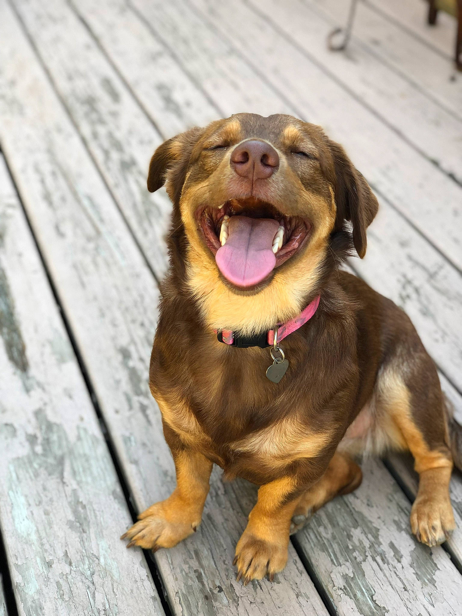 Ava joined the competition — help win amazing prizes! ball, canidae, carnivore, companion_dog, dog, dog_breed, fawn, fur, happy, liver, paw, retriever, snout, spaniel, sporting_group, tennis_ball, whiskers, wood, working_animal, yawn