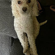 Daisy Cakes joined the competition — help win amazing prizes! animal, canine, chair, cockerspaniel, couch, cushion, dog, furniture, homedecor, pet, poodle, puppy, terrier, whitedog