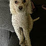 animal, canine, chair, cockerspaniel, couch, cushion, dog, furniture, homedecor, pet, poodle, puppy, terrier, whitedog