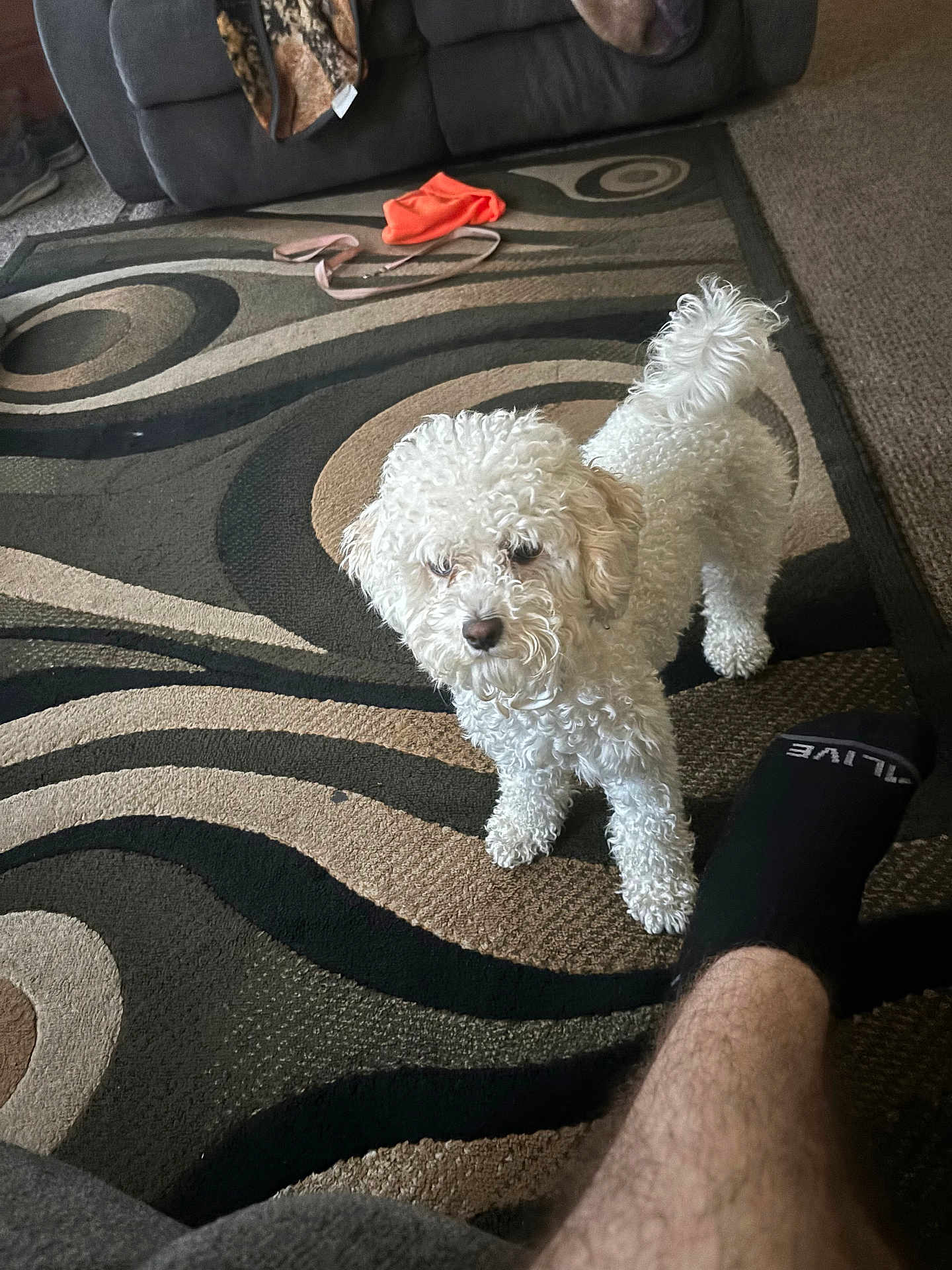 Daisy Cakes joined the competition — help win amazing prizes! accessories, animal, bag, canine, clothing, couch, dog, footwear, furniture, handbag, homedecor, hosiery, indoors, interiordesign, pet, poodle, puppy, shoe, sock, whitedog