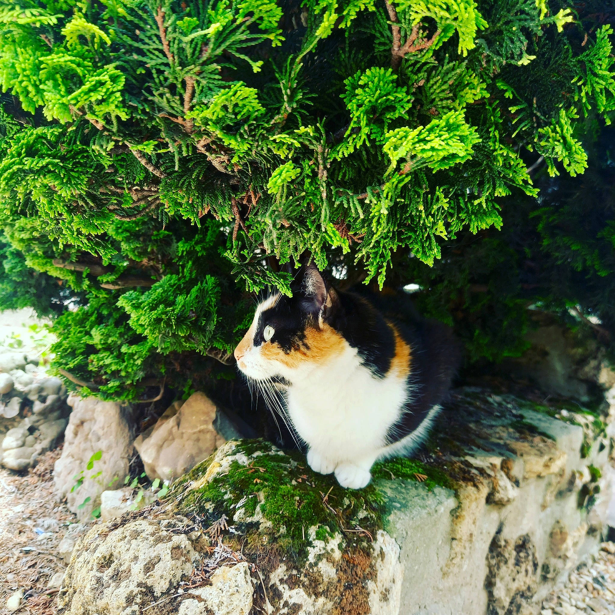 July a rejoint le concours — aidez-le/la à gagner de superbes lots ! botany, carnivore, cat, domestic_short_haired_cat, evergreen, felidae, flowerpot, fur, grass, groundcover, landscape, leaf, plant, shrub, small_to_medium_sized_cats, spring, tail, tree, whiskers, woody_plant