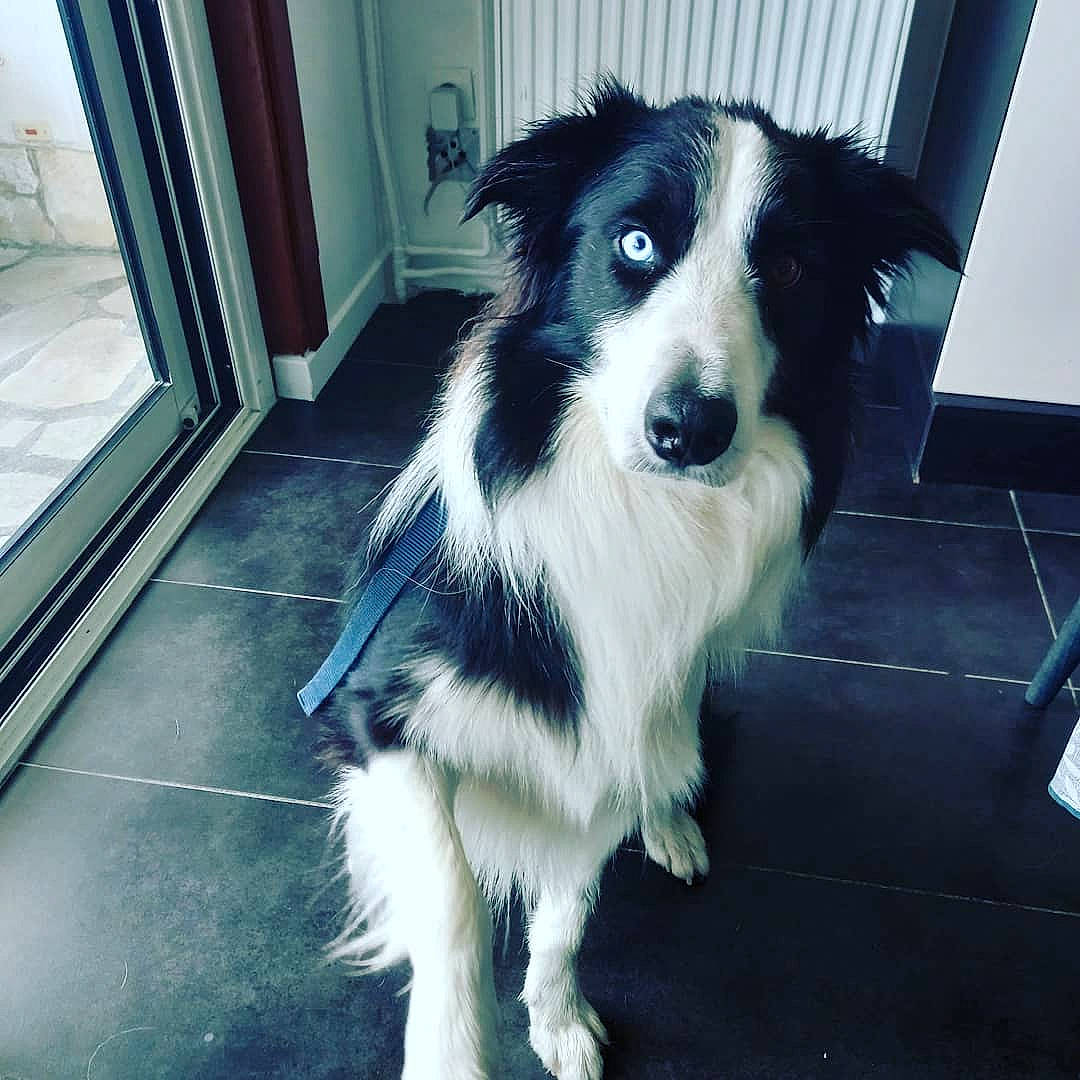Logan a rejoint le concours — aidez-le/la à gagner de superbes lots ! ancient_dog_breeds, border_collie, canidae, carnivore, companion_dog, dog, dog_breed, door, flooring, fur, herding_dog, non_sporting_group, snout, sporting_group, toy_dog, whiskers, working_animal, working_dog