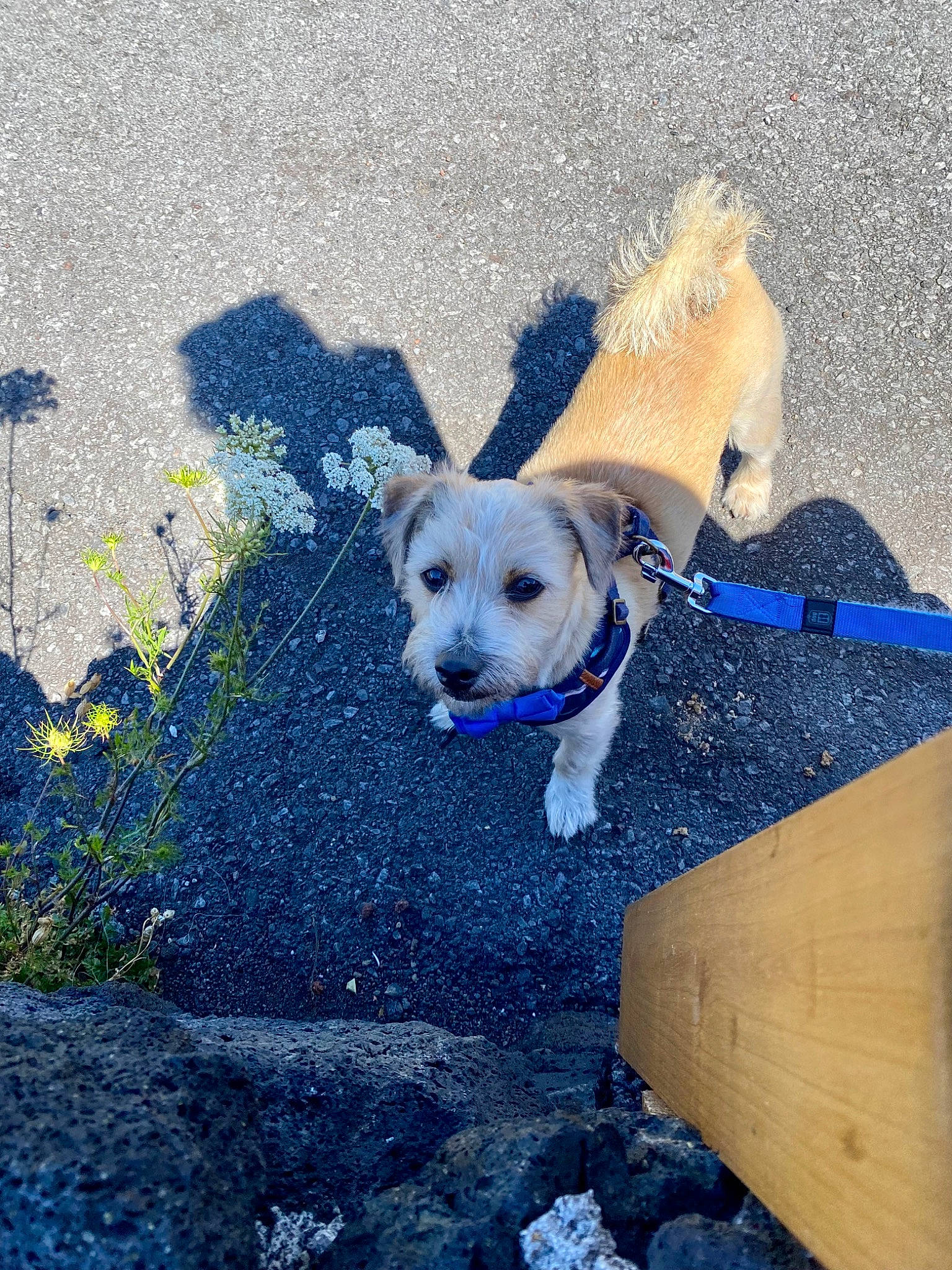 Mario joined the competition — help win amazing prizes! asphalt, carnivore, collar, companion_dog, concrete, dog, dog_breed, dog_collar, dog_supply, electric_blue, fashion_accessory, fawn, leash, pet_supply, road_surface, shadow, sidewalk, tail, tar, working_animal