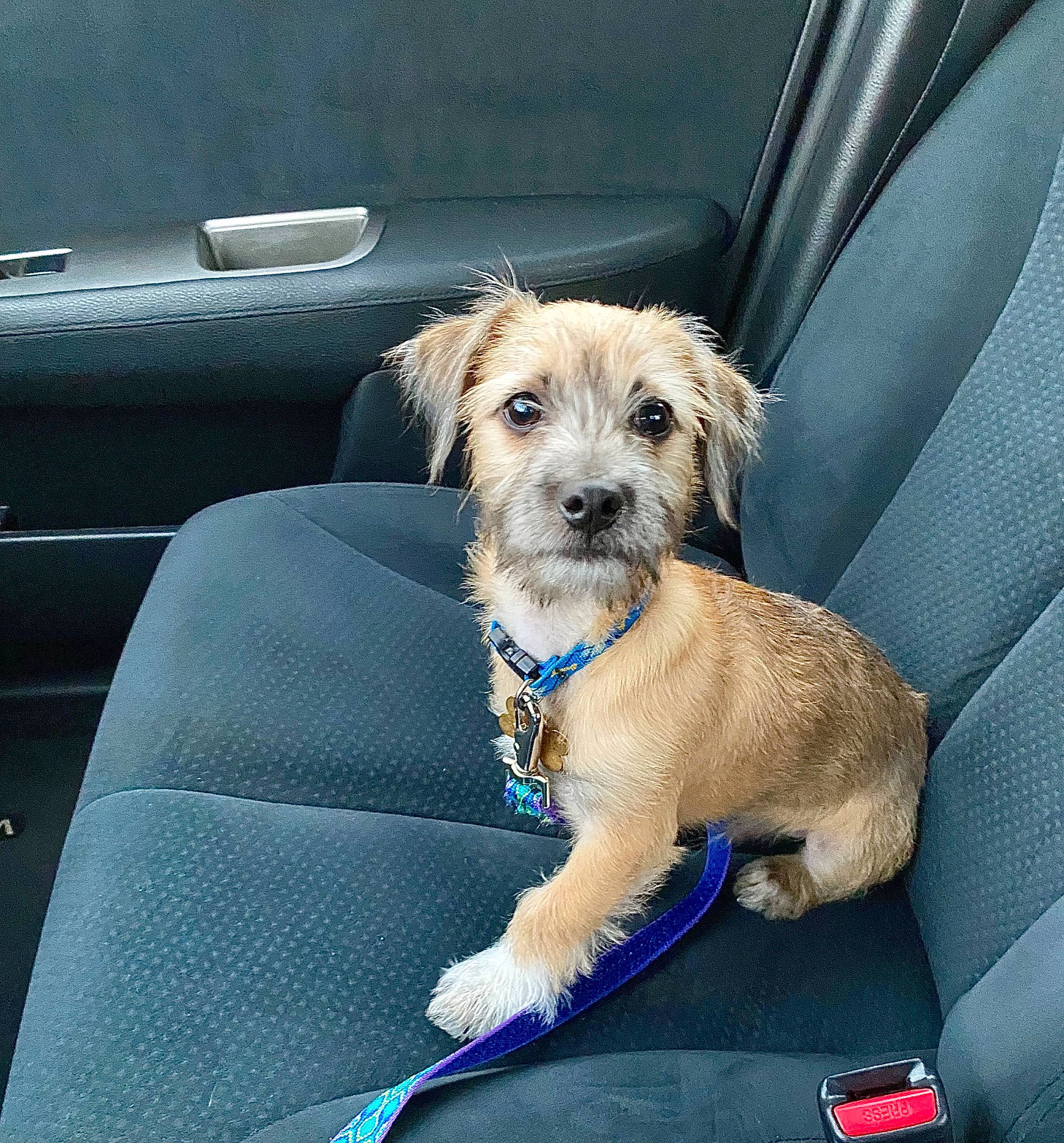 Mario is registered to the contest to win money with this photo: canidae, car, car_seat, carnivore, collar, companion_dog, dog, dog_breed, dog_collar, dog_supply, electric_blue, fawn, motor_vehicle, snout, sporting_group, terrier, vehicle, vehicle_door, windshield, working_animal