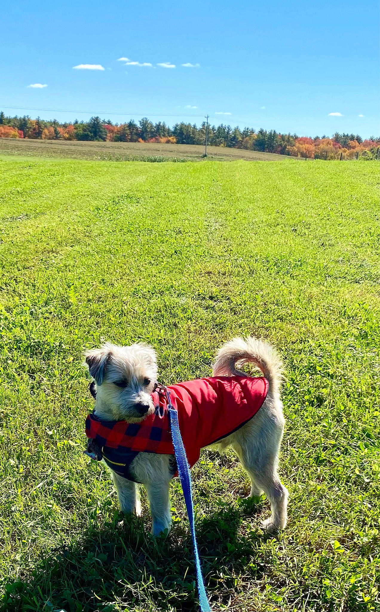 Mario joined the competition — help win amazing prizes! carnivore, cloud, collar, companion_dog, dog, dog_breed, fawn, field, grass, grass_family, grassland, lawn, leash, meadow, people_in_nature, plant, sky, summer, tree, working_animal