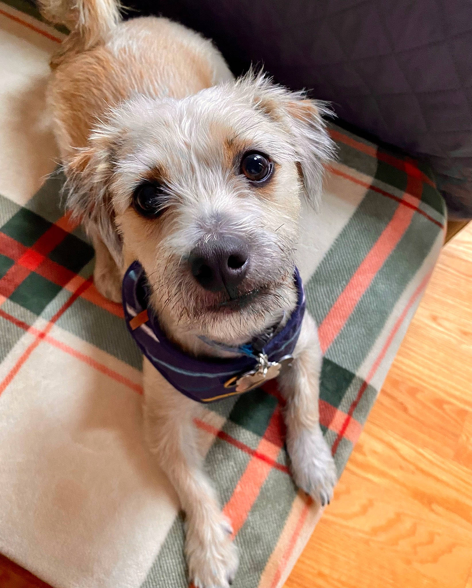 Mario is registered to the contest to win money with this photo: carnivore, collar, companion_dog, dog, dog_breed, dog_clothes, dog_collar, dog_supply, eyewear, fawn, flooring, fur, hardwood, leash, small_terrier, terrier, toy_dog, whiskers, wood, working_animal