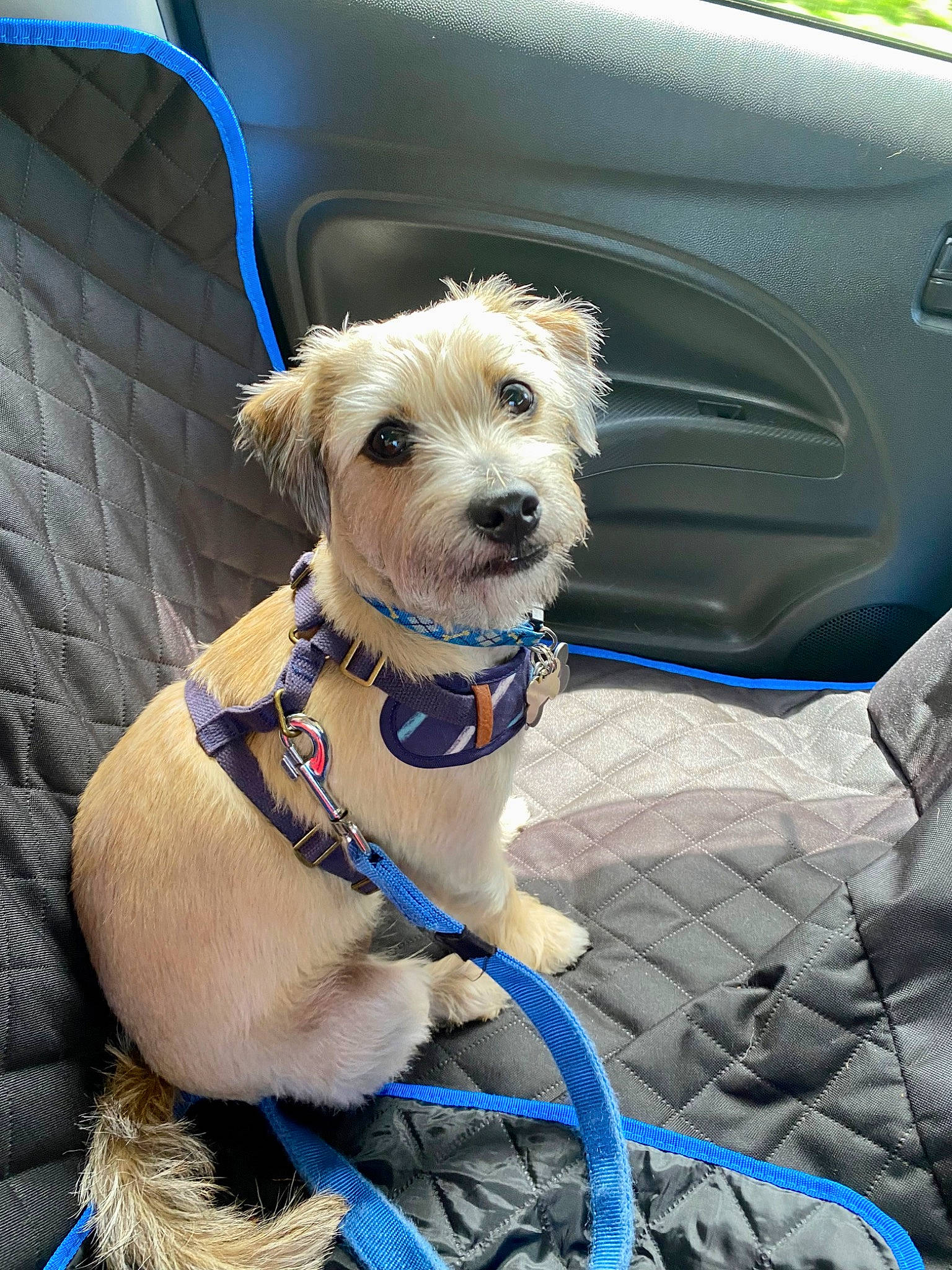 Mario is registered to the contest to win money with this photo: blue, car, carnivore, collar, companion_dog, dog, dog_breed, dog_clothes, dog_collar, dog_supply, electric_blue, eyewear, fawn, hat, motor_vehicle, pet_supply, snout, vehicle, vehicle_door, working_animal