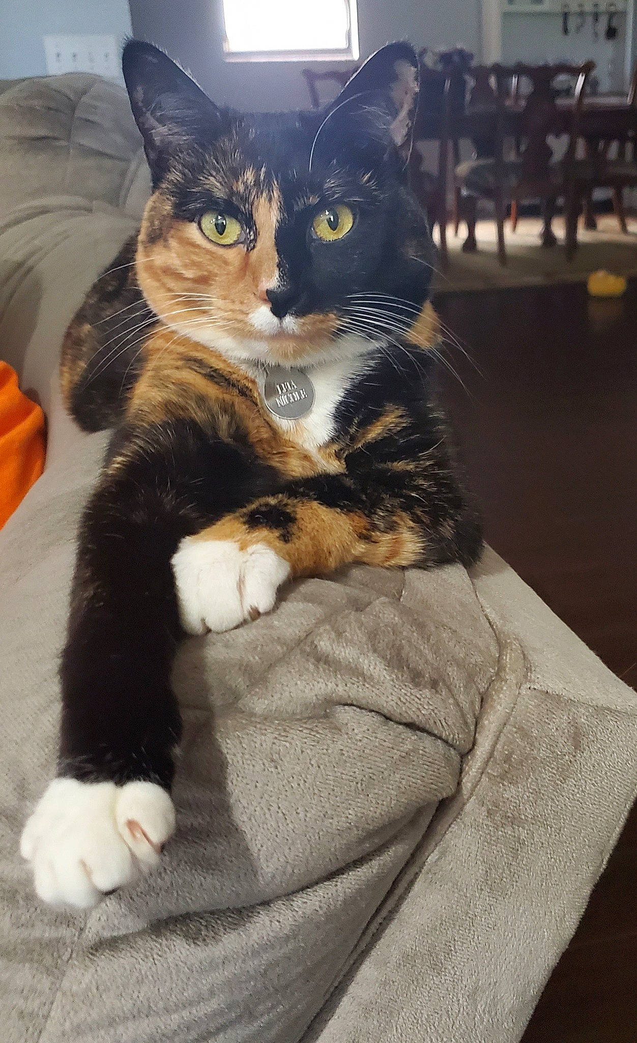 Leia is registered to the contest to win money with this photo: aegean_cat, american_shorthair, american_wirehair, asian, carnivore, cat, claw, domestic_short_haired_cat, european_shorthair, eye, felidae, fur, kitten, paw, polydactyl_cat, sitting, small_to_medium_sized_cats, tabby_cat, whiskers