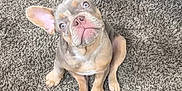 Grayson joined the competition — help win amazing prizes! animal, bag, carpet, companion, cute, dog, domestic_animal, ears, floor, french_bulldog, fur, indoor, looking_up, nose, pet, puppy, sitting, small_dog, stroller_wheel, whiskers