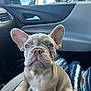Grayson is registered to the contest to win money with this photo: animal, blanket, car_interior, car_seat, companion, cute, dog, domestic_animal, ears, french_bulldog, front_seat, fur, indoors, pet, portrait, puppy, sitting, snout, whiskers, young