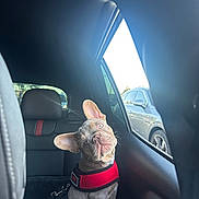 Grayson joined the competition — help win amazing prizes! animal, black_interior, car_interior, car_seat, curious, daylight, dog, ears, french_bulldog, harness, head_tilt, leash, looking_out_window, parked_car, pet, puppy, red_harness, side_view, vehicle, window