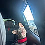 animal, black_interior, car_interior, car_seat, curious, daylight, dog, ears, french_bulldog, harness, head_tilt, leash, looking_out_window, parked_car, pet, puppy, red_harness, side_view, vehicle, window