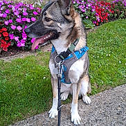 Gratis a rejoint le concours — aidez-le/la à gagner de superbes lots ! dog, canine, pet, sitting, harness, leash, flower_bed, grass, stone_ledge, outdoor, garden, ears_up, tongue_out, side_view, brown_fur, white_paws, greenery, colorful_flowers, daylight, nature
