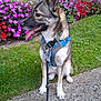 dog, canine, pet, sitting, harness, leash, flower_bed, grass, stone_ledge, outdoor, garden, ears_up, tongue_out, side_view, brown_fur, white_paws, greenery, colorful_flowers, daylight, nature
